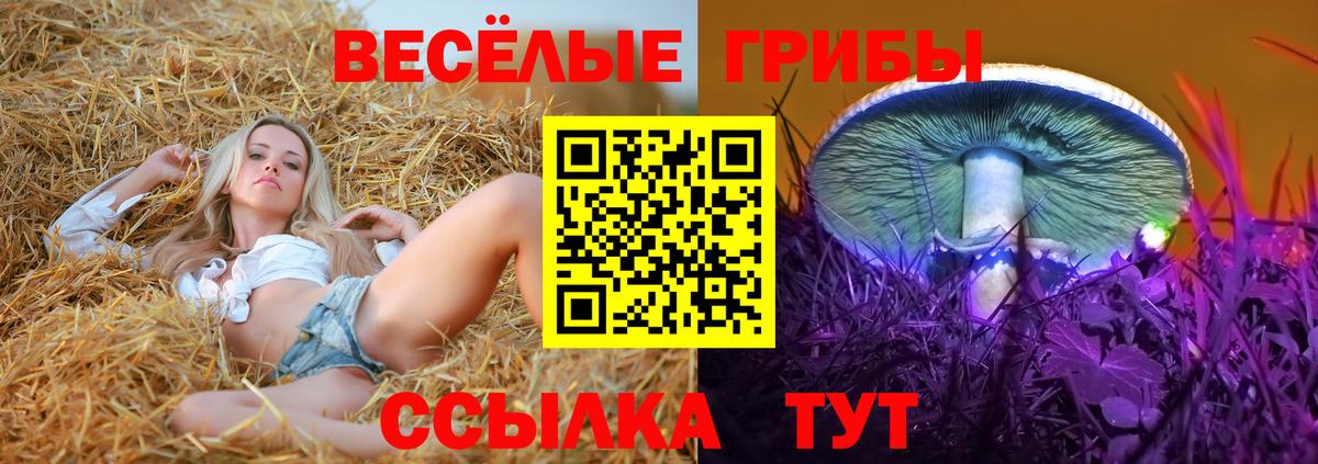 где найти   Вход с VPN  Зеленокумск  Псилоцибиновые грибы Psilocybine cubensis 